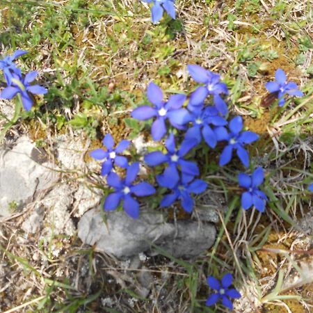 B&B Ai Pini Tiarno di Sopra Buitenkant foto