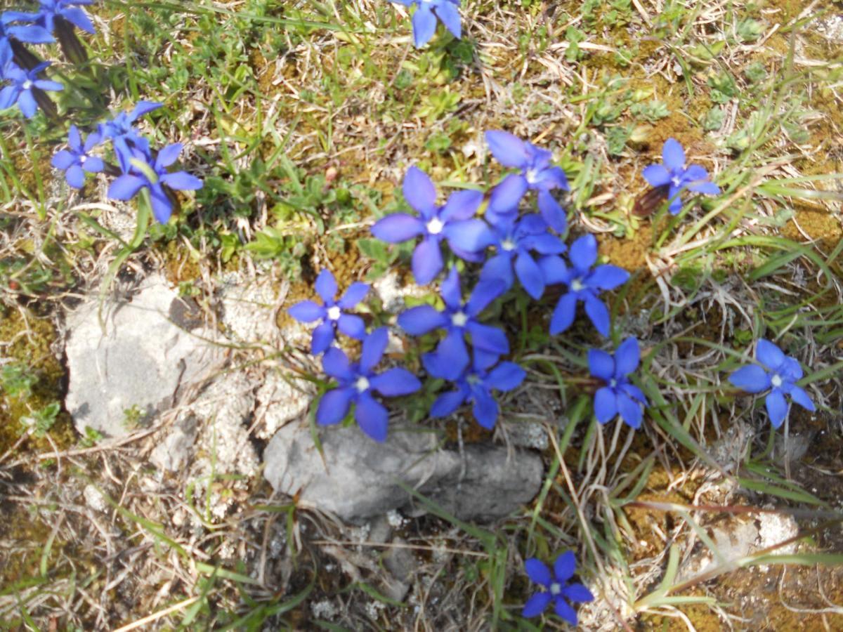 B&B Ai Pini Tiarno di Sopra Buitenkant foto